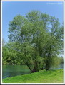 white willow